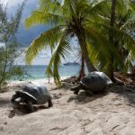 Tortue des Seychelles