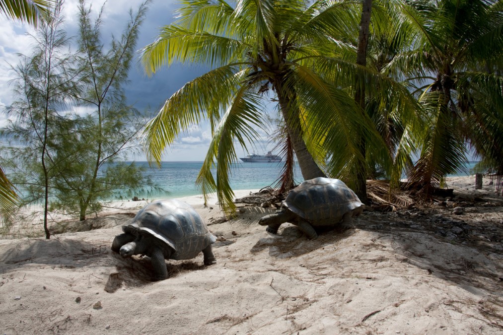 Tortue des Seychelles